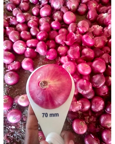 RED ONION-11373806