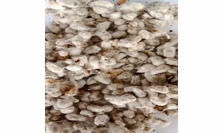 Cotton Seed