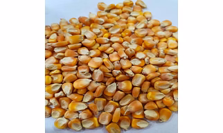 Maize/Corn