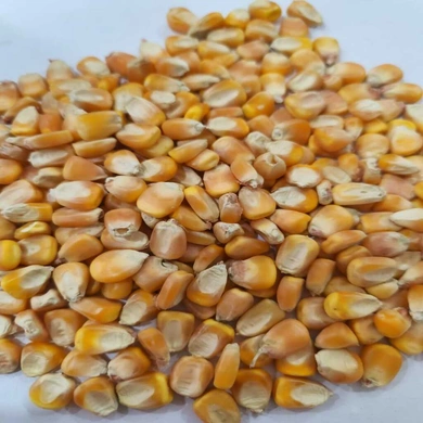 Maize/Corn-11377928