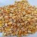 Maize/Corn-11377928-sm