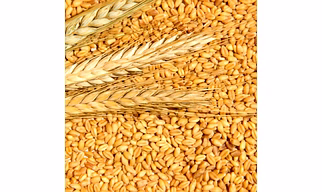 Indian Miling Wheat
