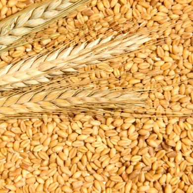 Indian Miling Wheat-11406582