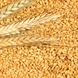 Indian Miling Wheat-11406582-sm