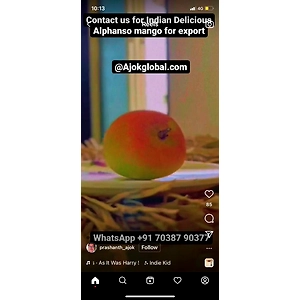 MANGO ( ALPHANSO AND KESAR )