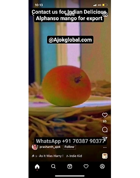 MANGO ( ALPHANSO AND KESAR )