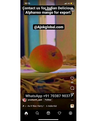 MANGO ( ALPHANSO AND KESAR )-11373220