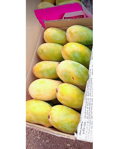 MANGO ( ALPHANSO AND KESAR )-1