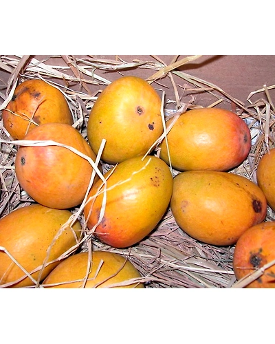 MANGO ( ALPHANSO AND KESAR )-2