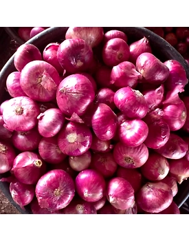 Onion