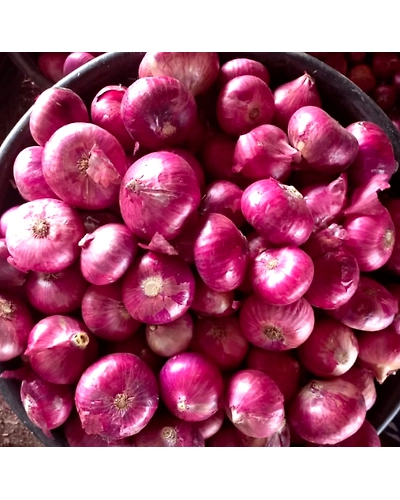 Onion-11376404