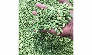 GREEN CARDAMOM BLOD