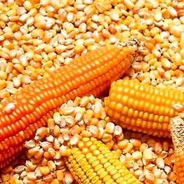 SWEET CORN