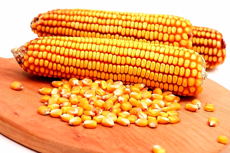 Maize (Corn) image 3