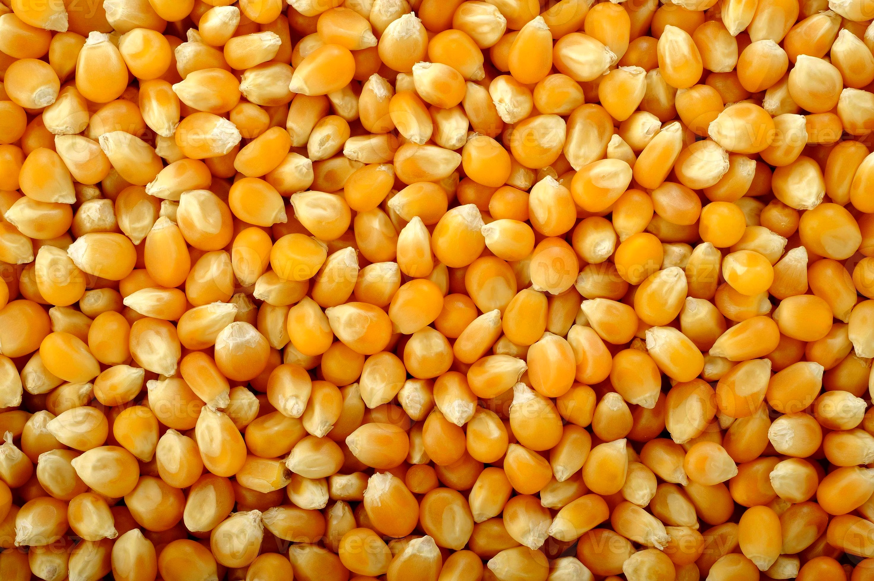 Maize (Corn) image 1