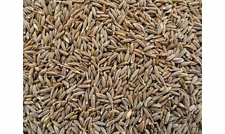 CUMIN