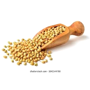 Coriander Seeds