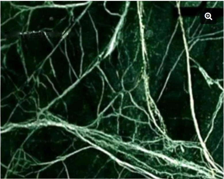 Spider Green Marble-3