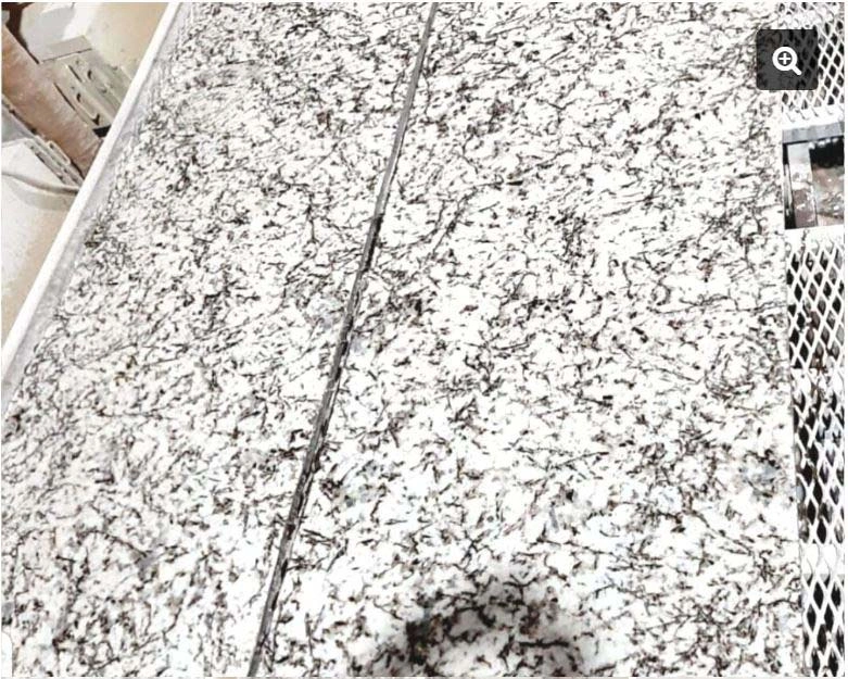 Nova White Granite-NWG