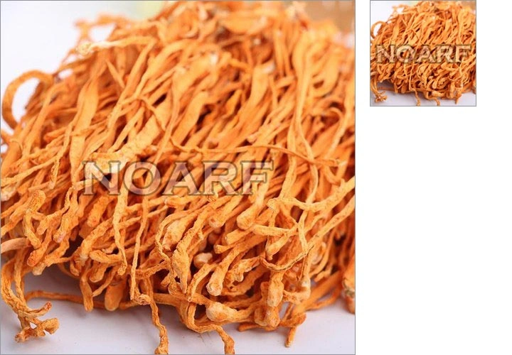 Cordyceps Militaris - Medicinal Mushroom - C. Militaris - Cordyceps supplements- Dried Mushroom - Cordyceps extract - Trusted Mushroom Exporter in India - ISO Certified Mushroom Products-11426108