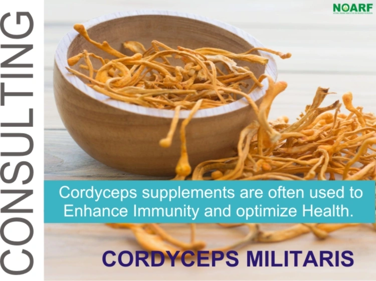 Cordyceps Militaris - Medicinal Mushroom - C. Militaris - Cordyceps supplements- Dried Mushroom - Cordyceps extract - Trusted Mushroom Exporter in India - ISO Certified Mushroom Products-1