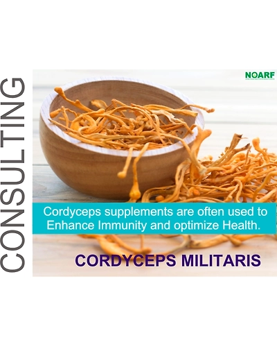 Cordyceps Militaris - Medicinal Mushroom - C. Militaris - Cordyceps supplements- Dried Mushroom - Cordyceps extract - Trusted Mushroom Exporter in India - ISO Certified Mushroom Products-1