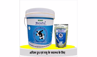 MorinPro+ Animal Feed Supplement