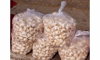 Garlic
