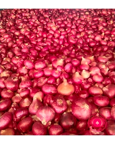 ONION-1
