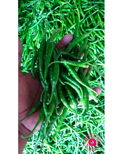GREEN CHILLI-4