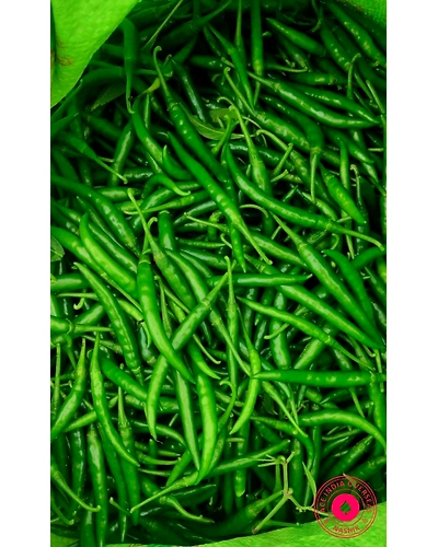 GREEN CHILLI-11640692