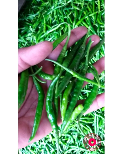 GREEN CHILLI-3