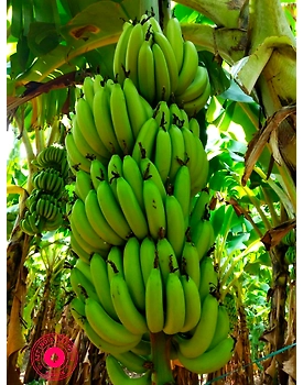 BANANA