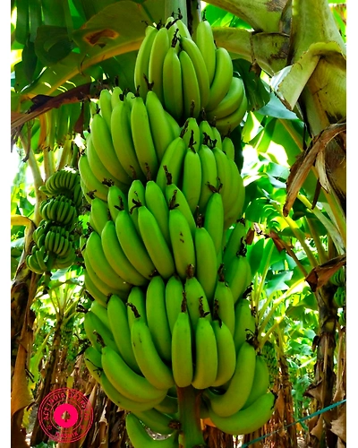 BANANA-11644478