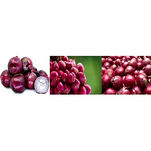 ONION