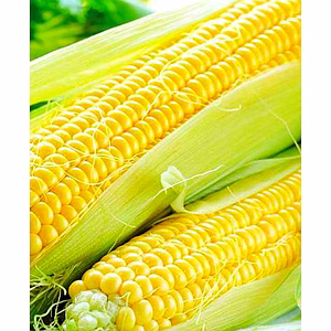 Frozen Sweet Corn