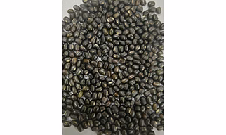URAD WHOLE (Polished) Medium