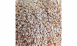 Psyllium Husk