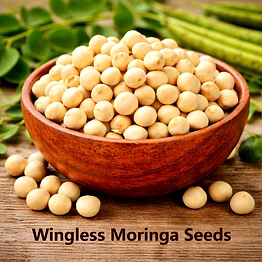 sri bairavar wingless moringa seeds for wholesale supply, distribution, and global b2b procurement
