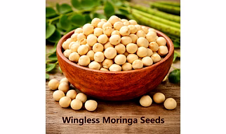 Wingless Moringa Seeds for Wholesale Supply, Distribution, and Global B2B Procurement