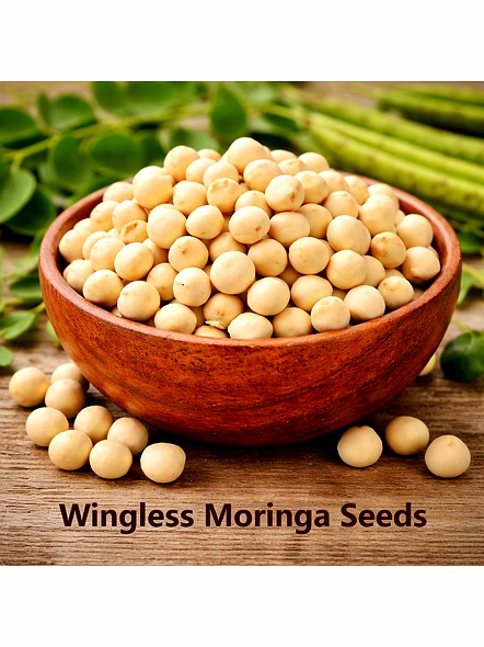 Wingless Moringa Seeds for Wholesale Supply, Distribution, and Global B2B Procurement
