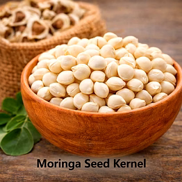 sri bairavar moringa seed kernel for wholesale supply, distribution, and global b2b procurement