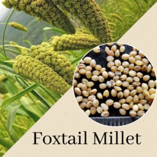 Foxtail Millet(Italian Millet)