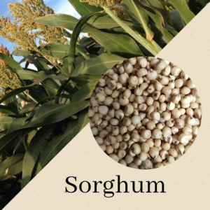 Sorghum (Jowar)-0008