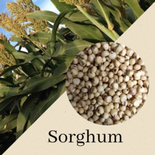 Sorghum (Jowar)