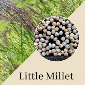 Little Millet(Suan/Samai)-0009