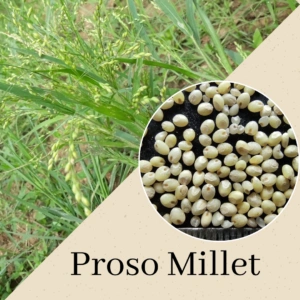 Proso Millet(Panivaragu)-0010