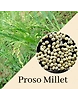 Proso Millet(Panivaragu)