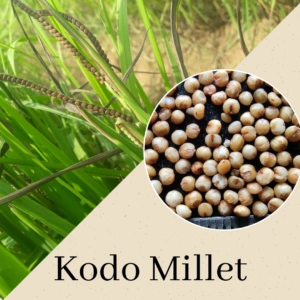 Kodo Millet(Varagu)-0011