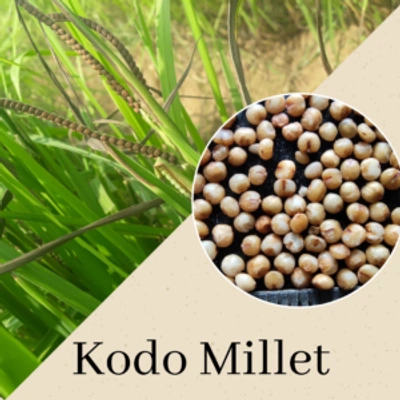 Kodo Millet(Varagu)